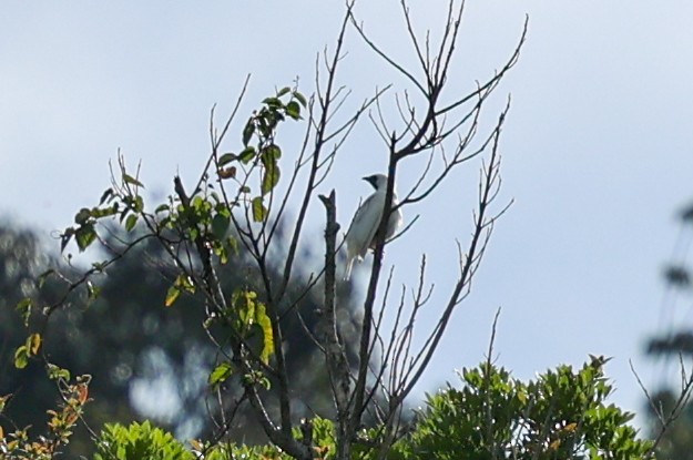 Арапонга голошия - ML644359892