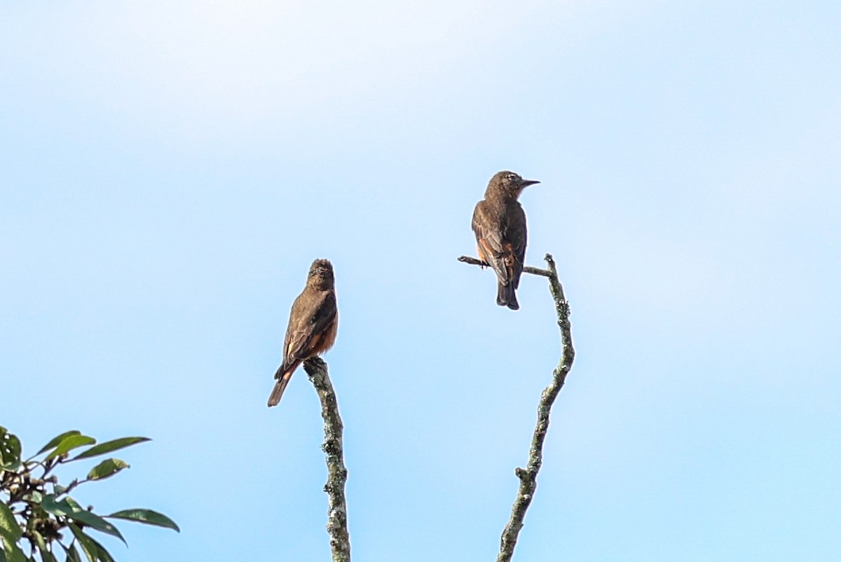 Cliff Flycatcher (Swallow) - ML644359900