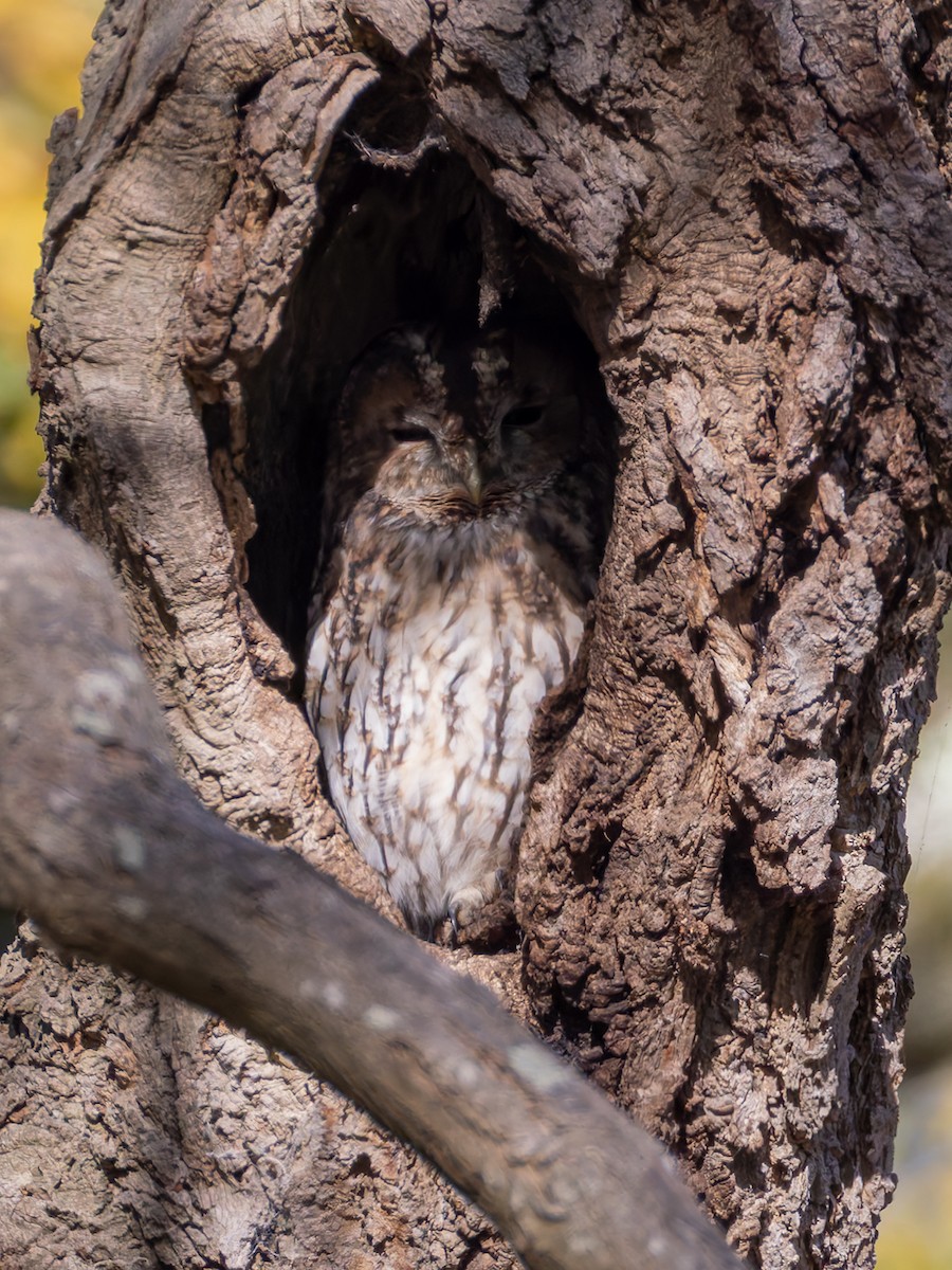 Urubi arrunta - ML644359903