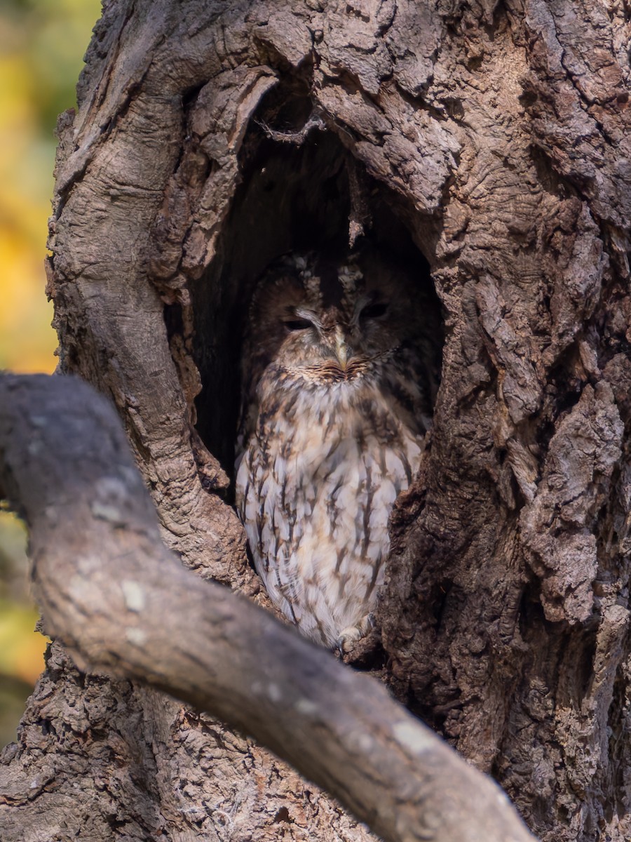 Urubi arrunta - ML644359904