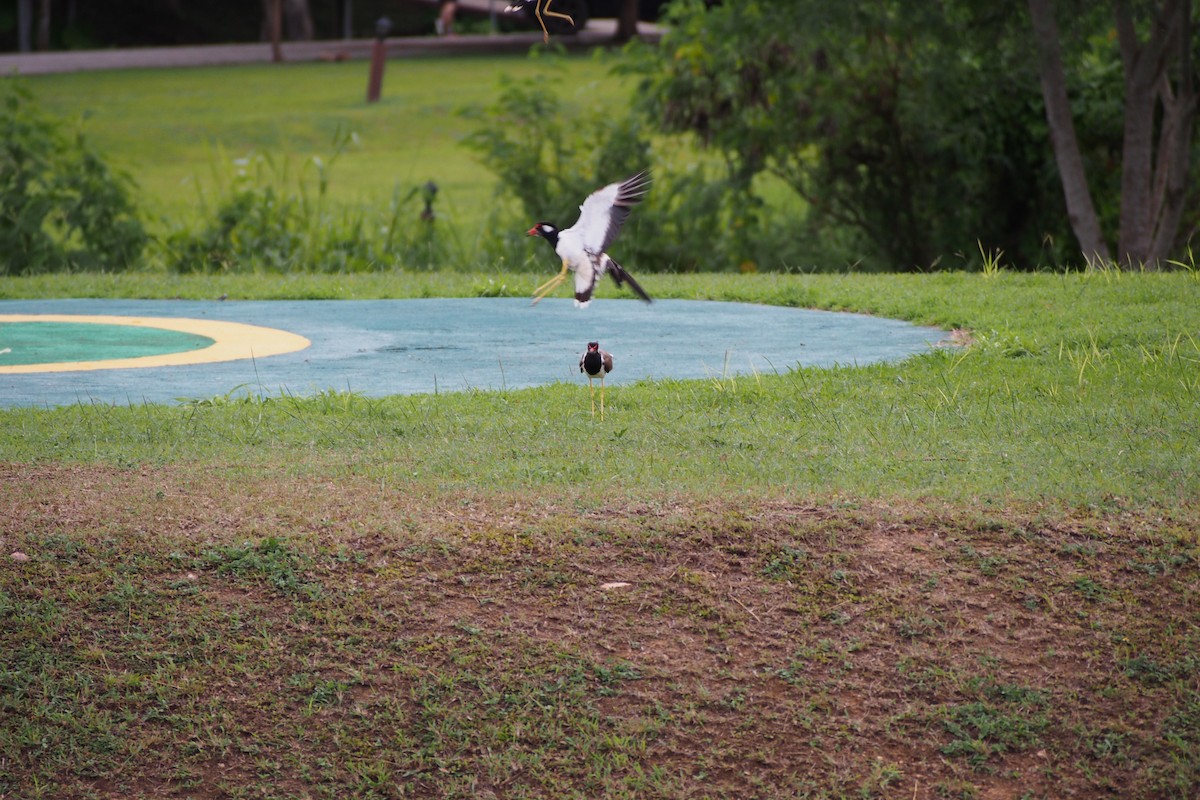 čejka černoprsá - ML644359920