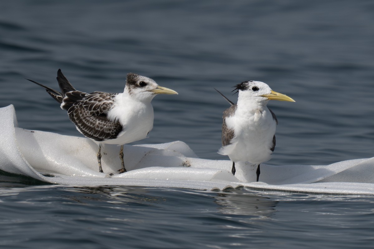 Крячок жовтодзьобий - ML644359921