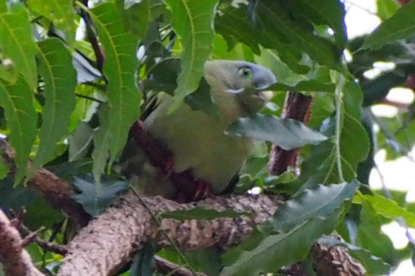 Thick-billed Green-Pigeon - ML644359934