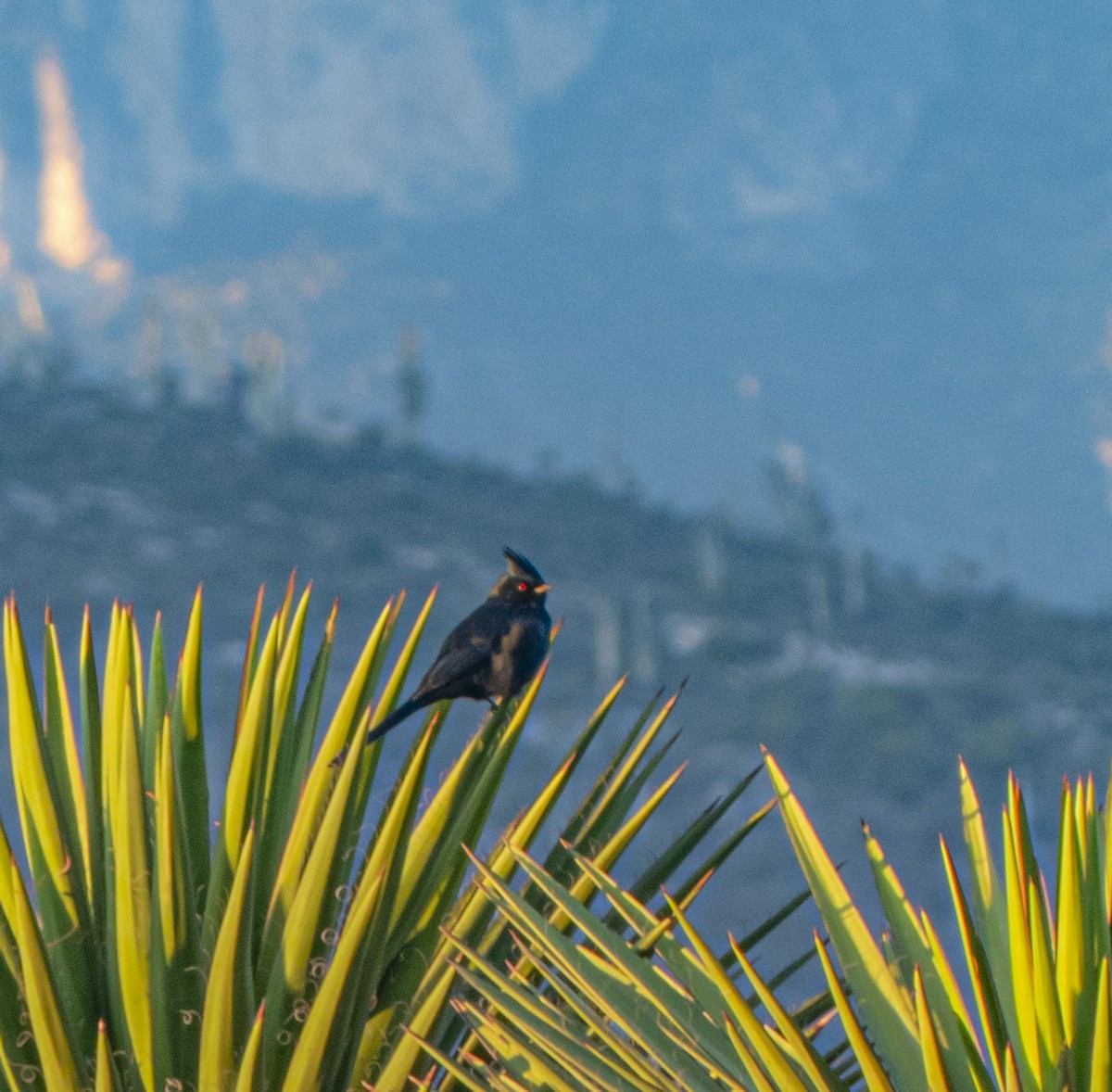 Phainopepla - ML644359936