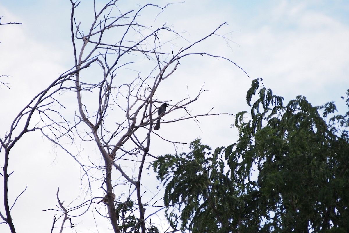 straka tmavá - ML644359948