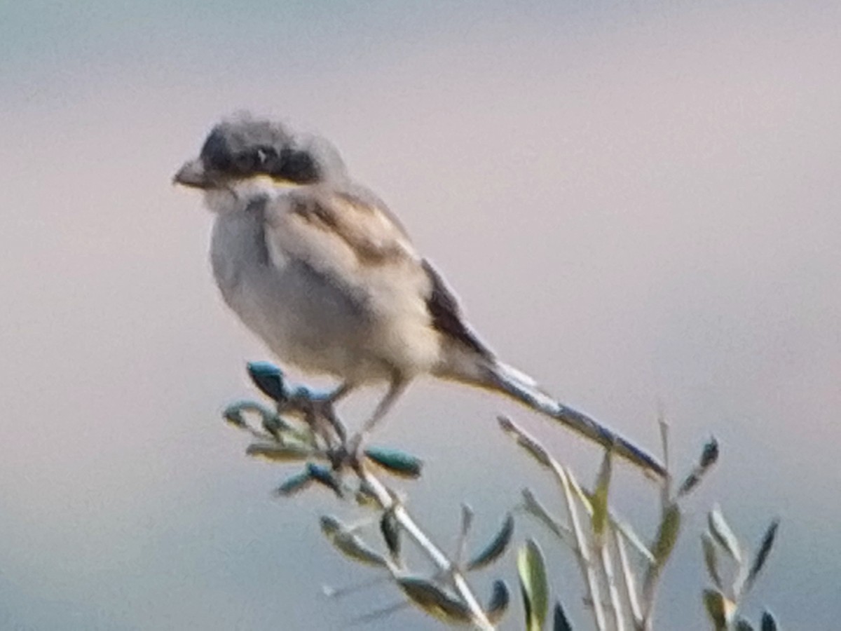 Great Gray Shrike (Sahara) - ML644359951