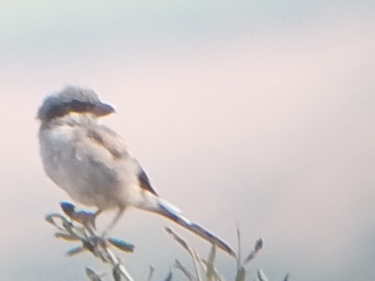 Great Gray Shrike (Sahara) - ML644359952