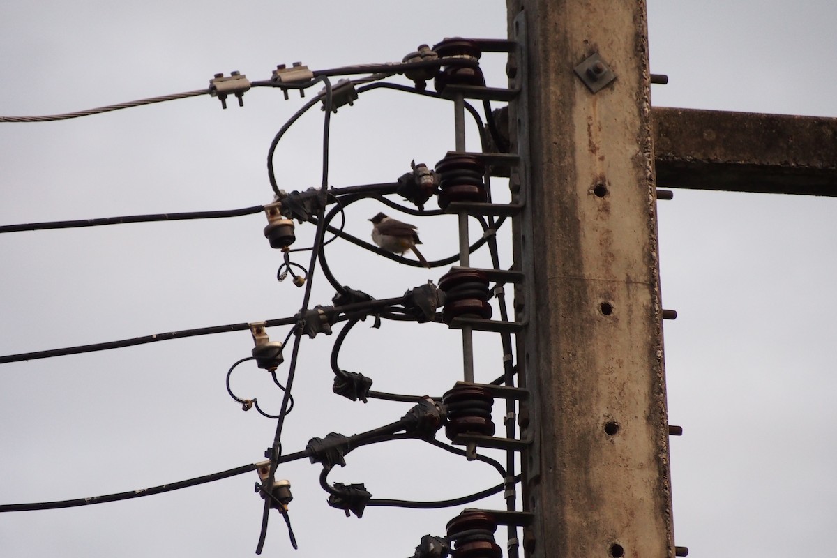 Sooty-headed Bulbul - ML644359955
