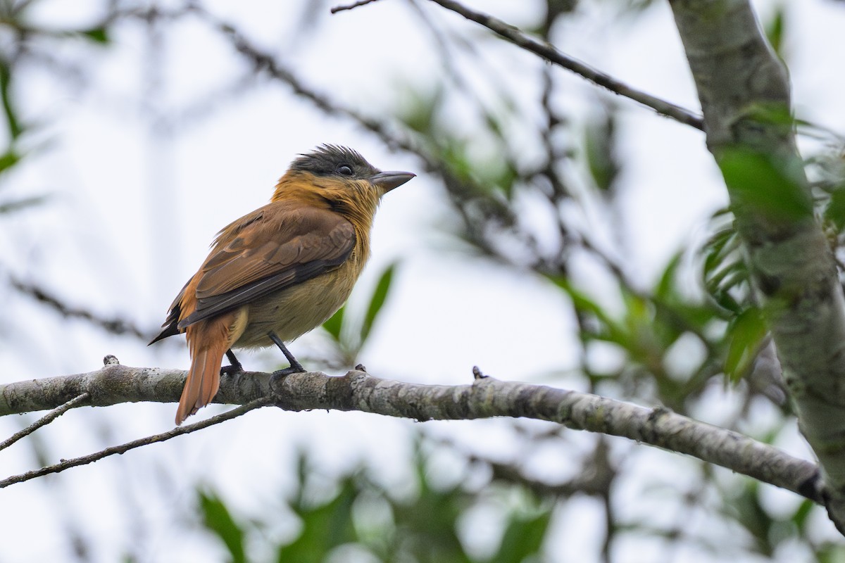 Crested Becard - ML644359956