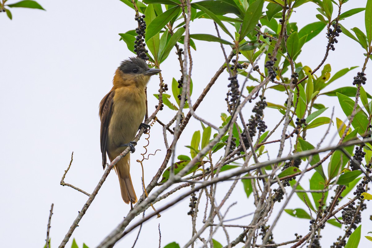 Crested Becard - ML644359957