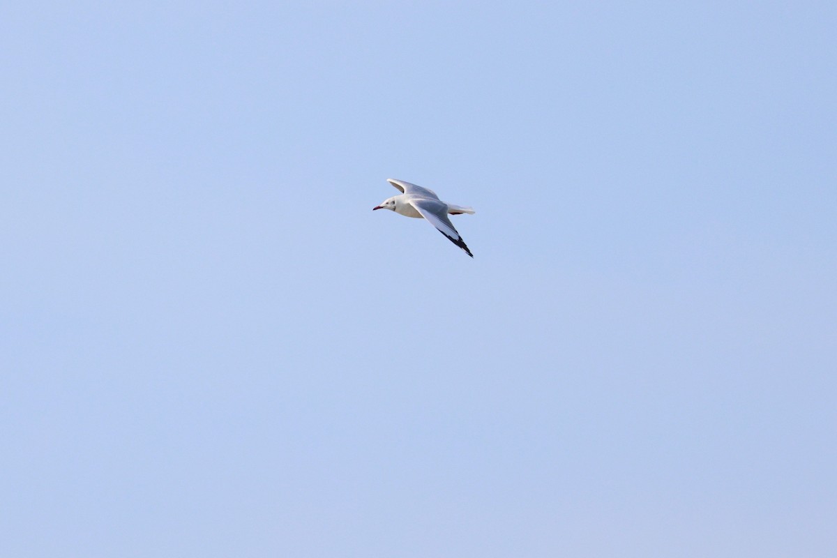 asiahettemåke - ML644359961