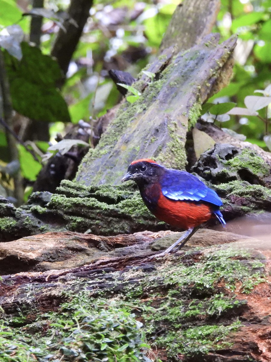 Garnet Pitta - ML644359972