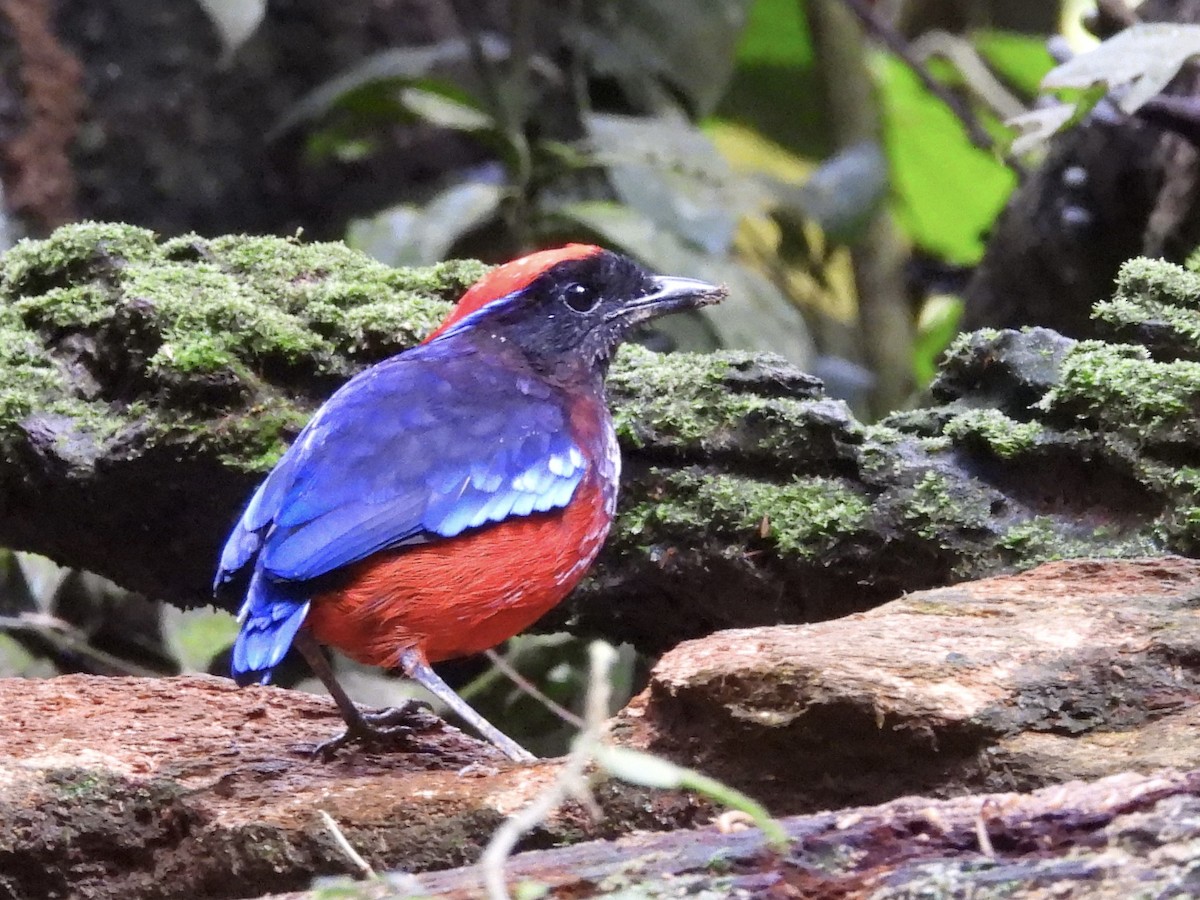 Garnet Pitta - ML644359973