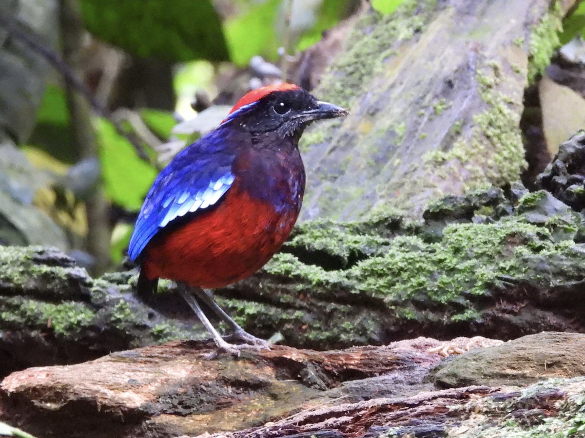 Garnet Pitta - ML644359974