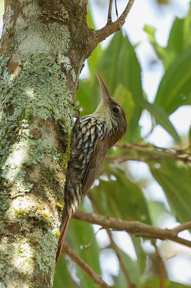 ウロコオニキバシリ（squamatus） - ML644359981