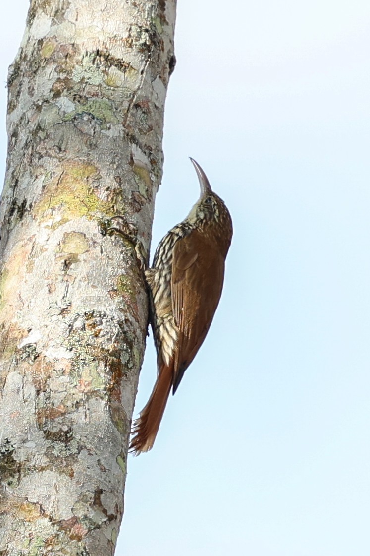 ウロコオニキバシリ（squamatus） - ML644359987