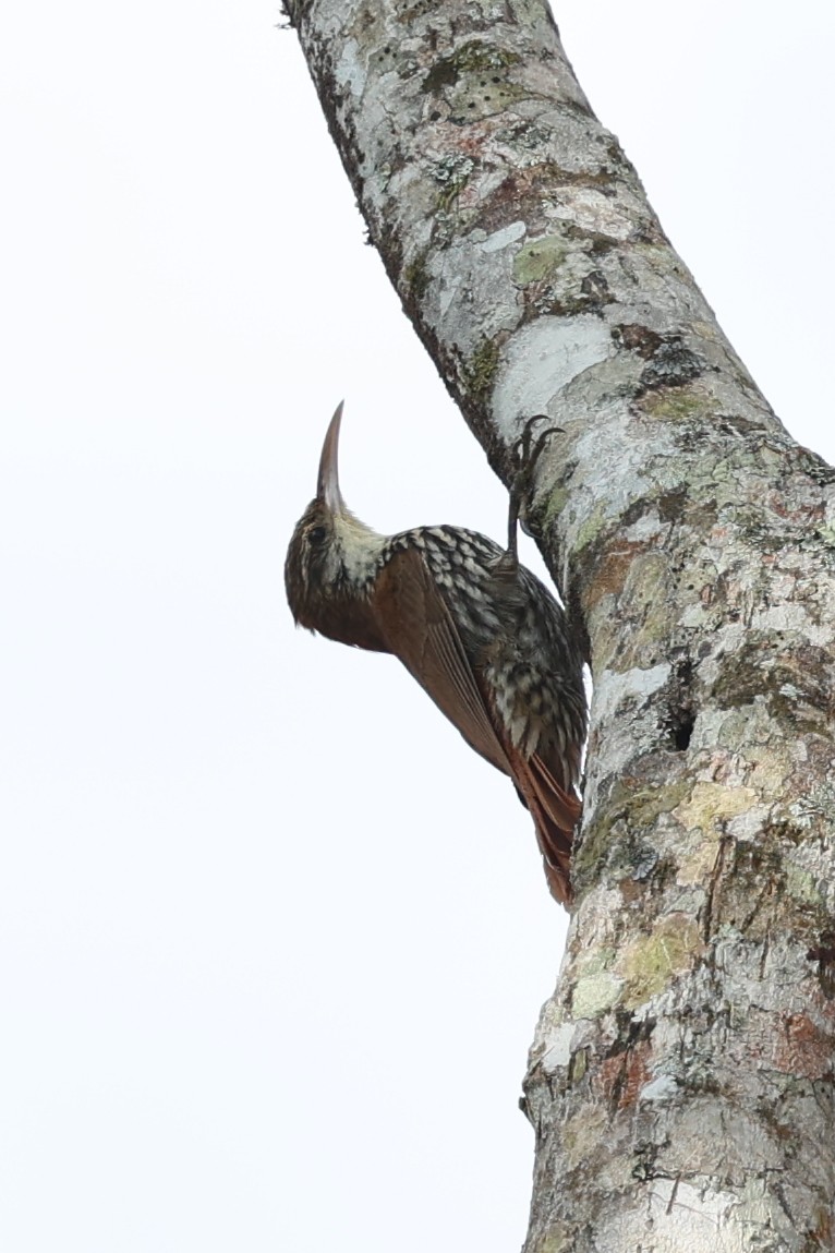 ウロコオニキバシリ（squamatus） - ML644359988