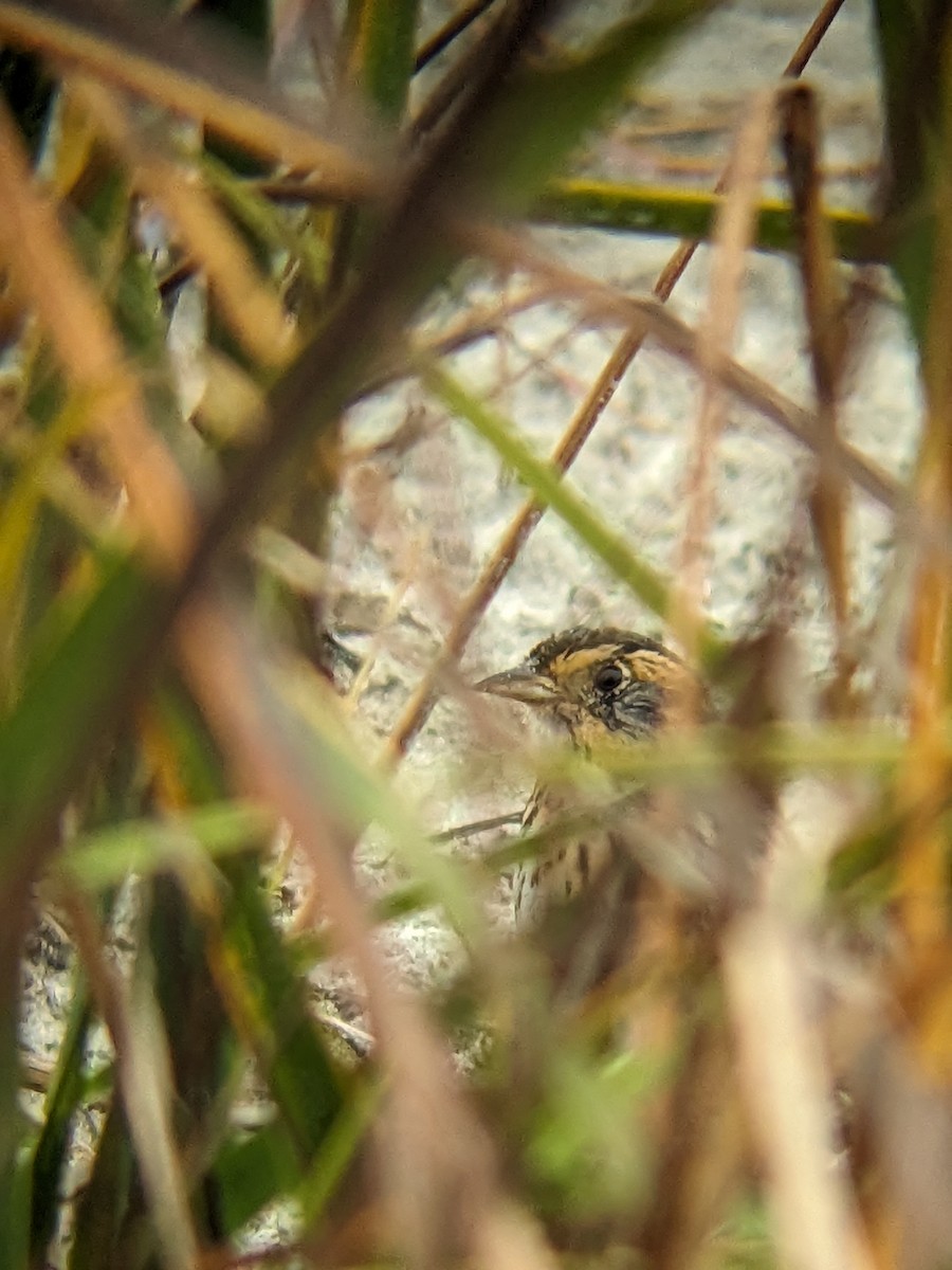 Bruant à queue aiguë - ML644359993