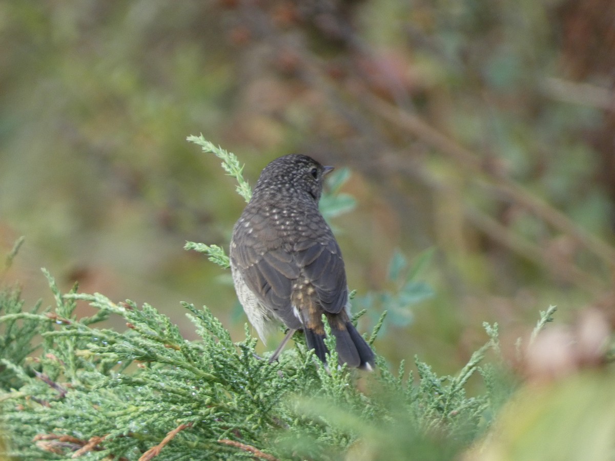 Himalayan Rubythroat - ML644359994