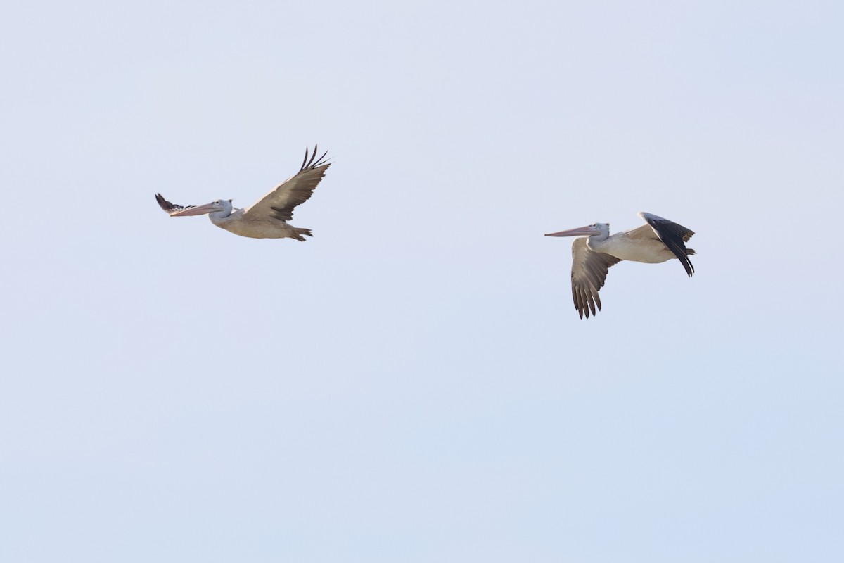 flekknebbpelikan - ML644359996