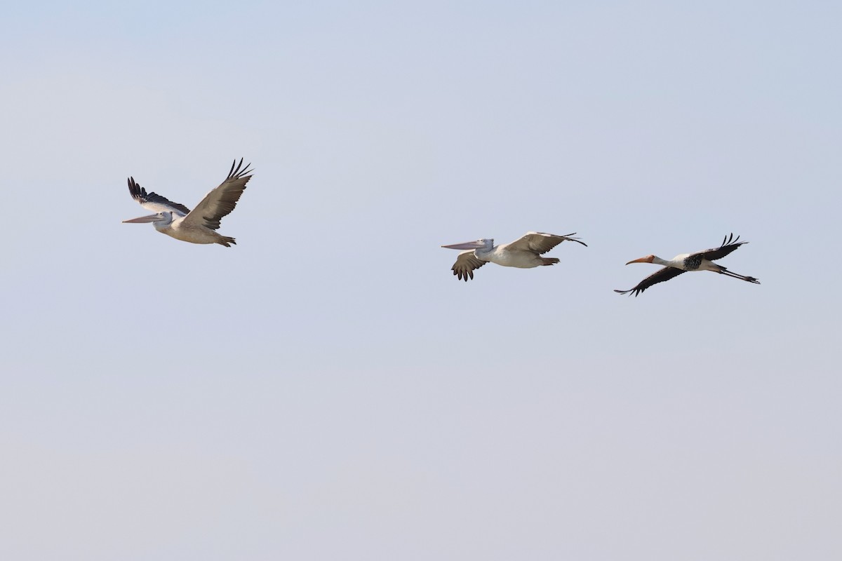 flekknebbpelikan - ML644359997