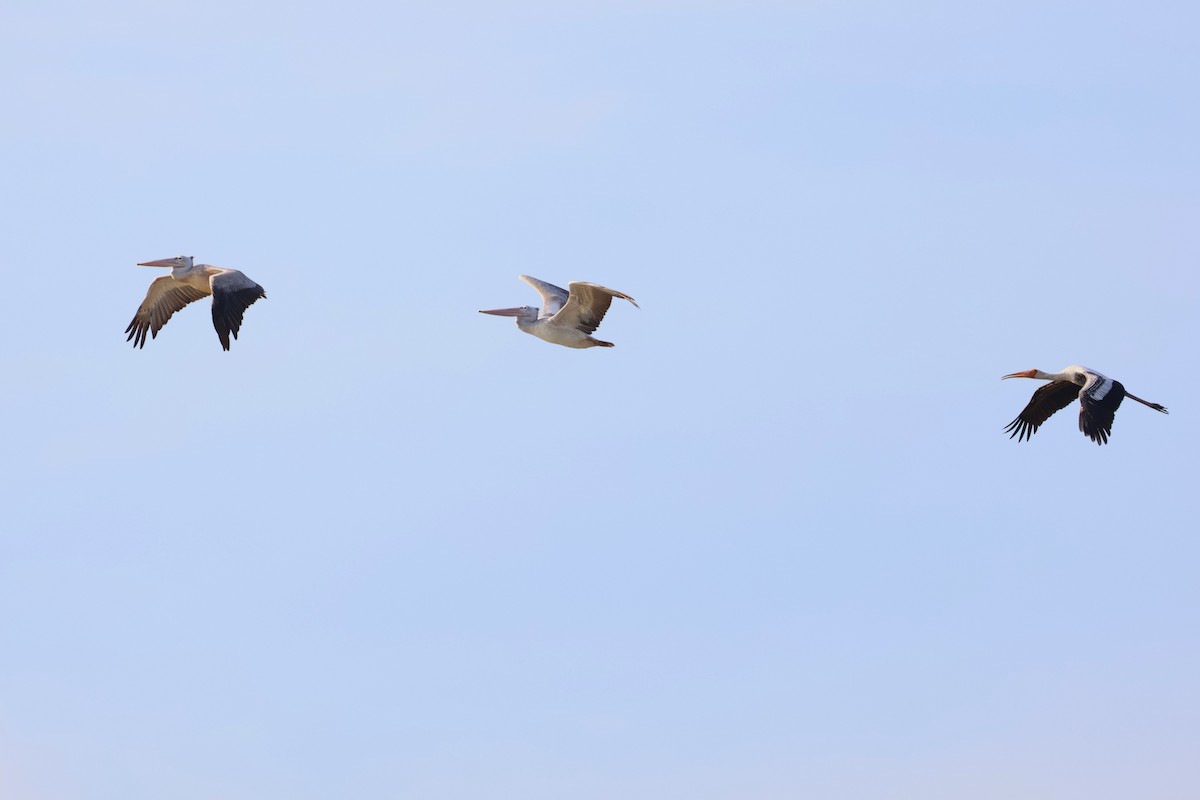 flekknebbpelikan - ML644359998