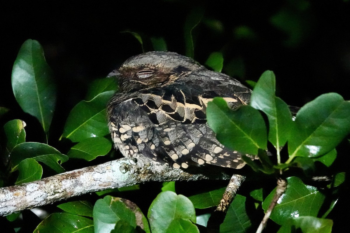 pauraquenattravn - ML644360004