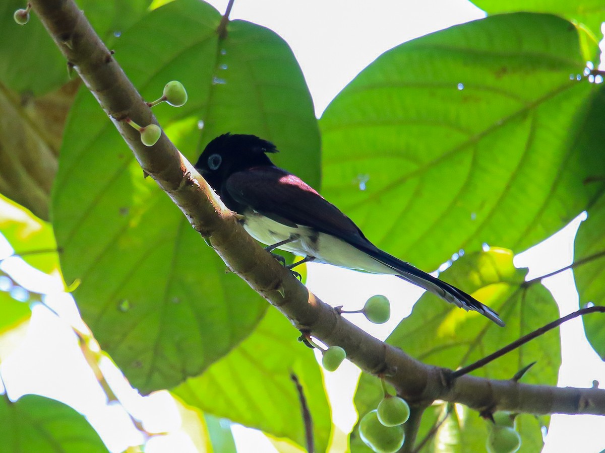 Tchitrec du Japon - ML644360007