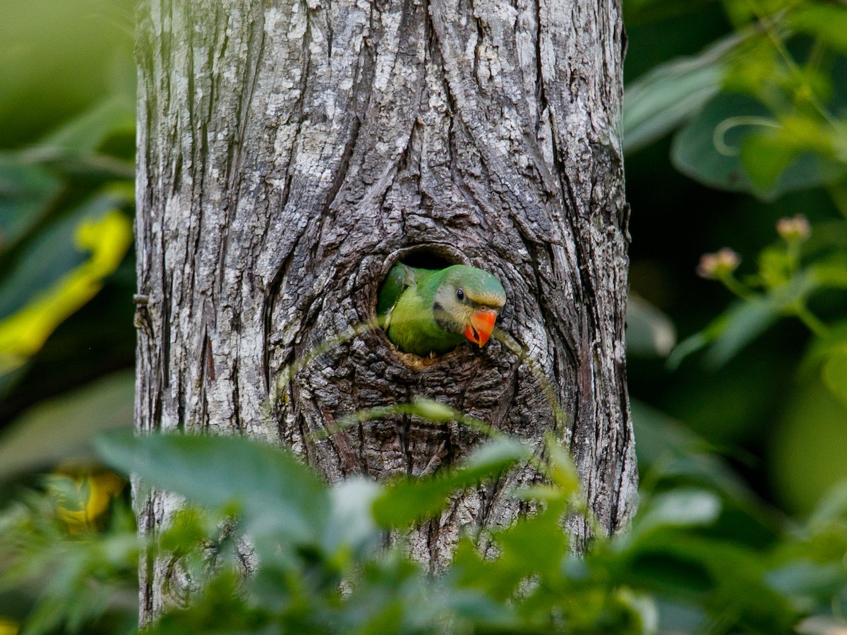 Red-breasted Parakeet - ML644360009