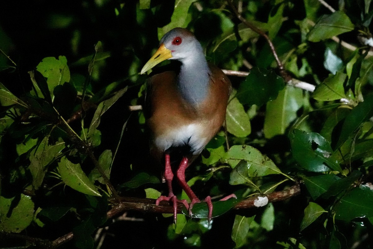 Russet-naped Wood-Rail - ML644360010