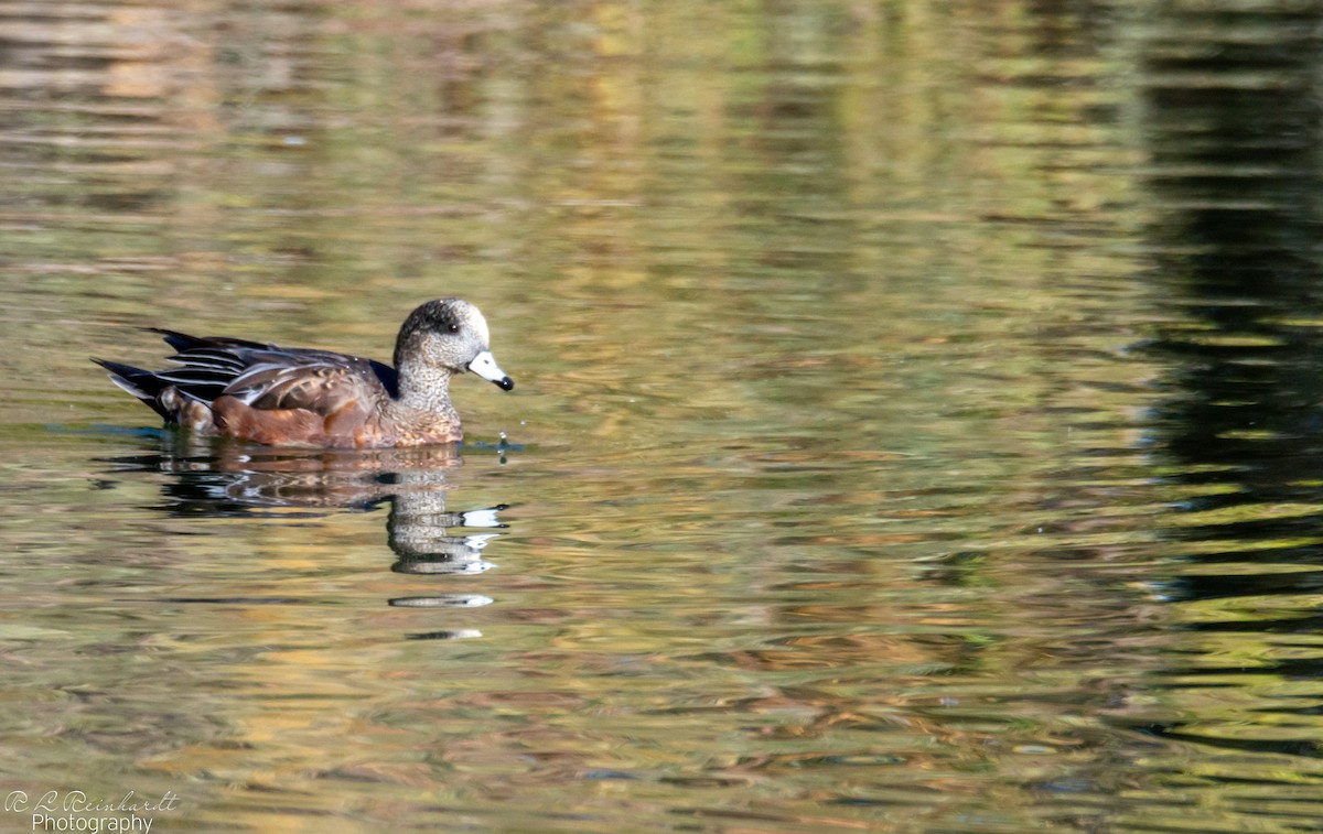 amerikablesand - ML644360012