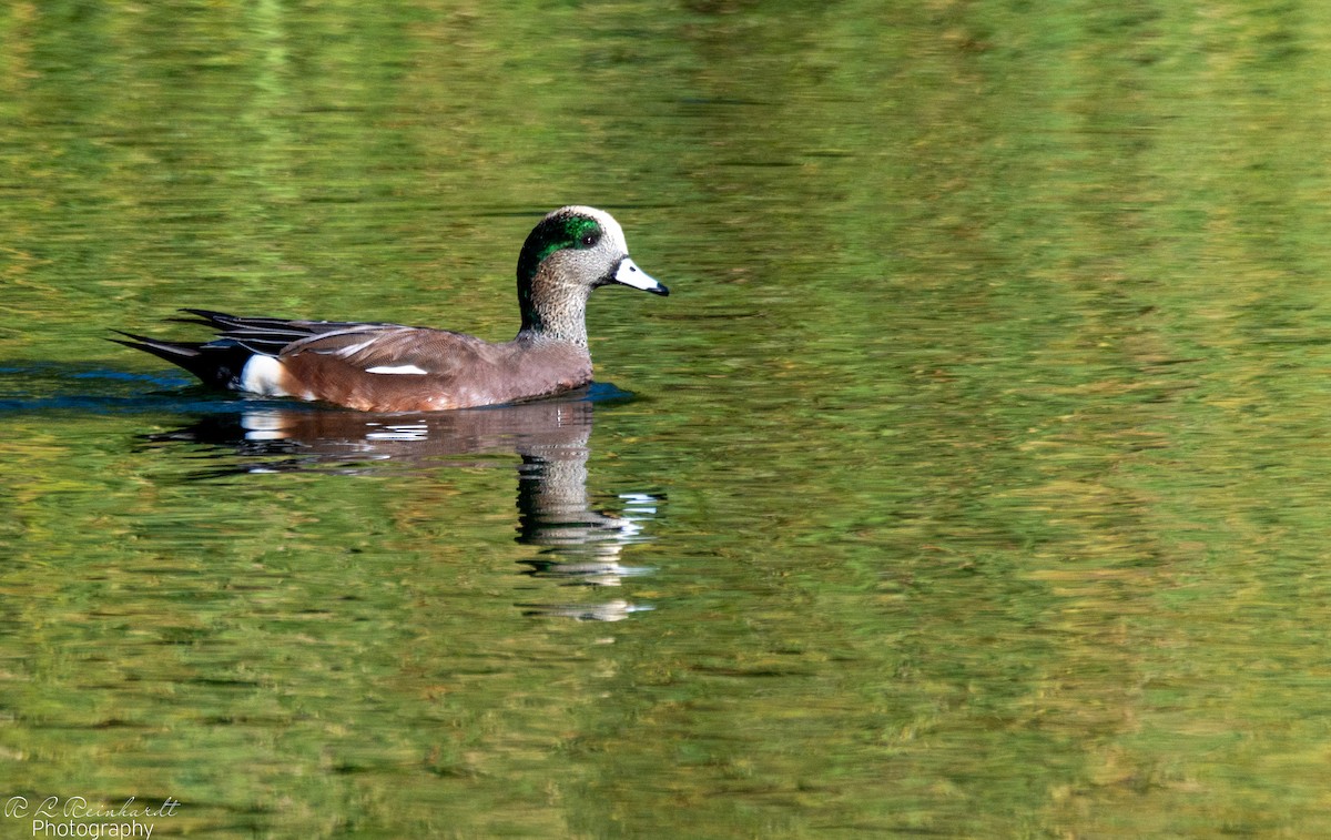 amerikablesand - ML644360013