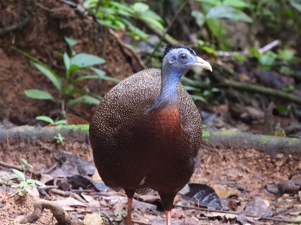 Great Argus - ML644360014