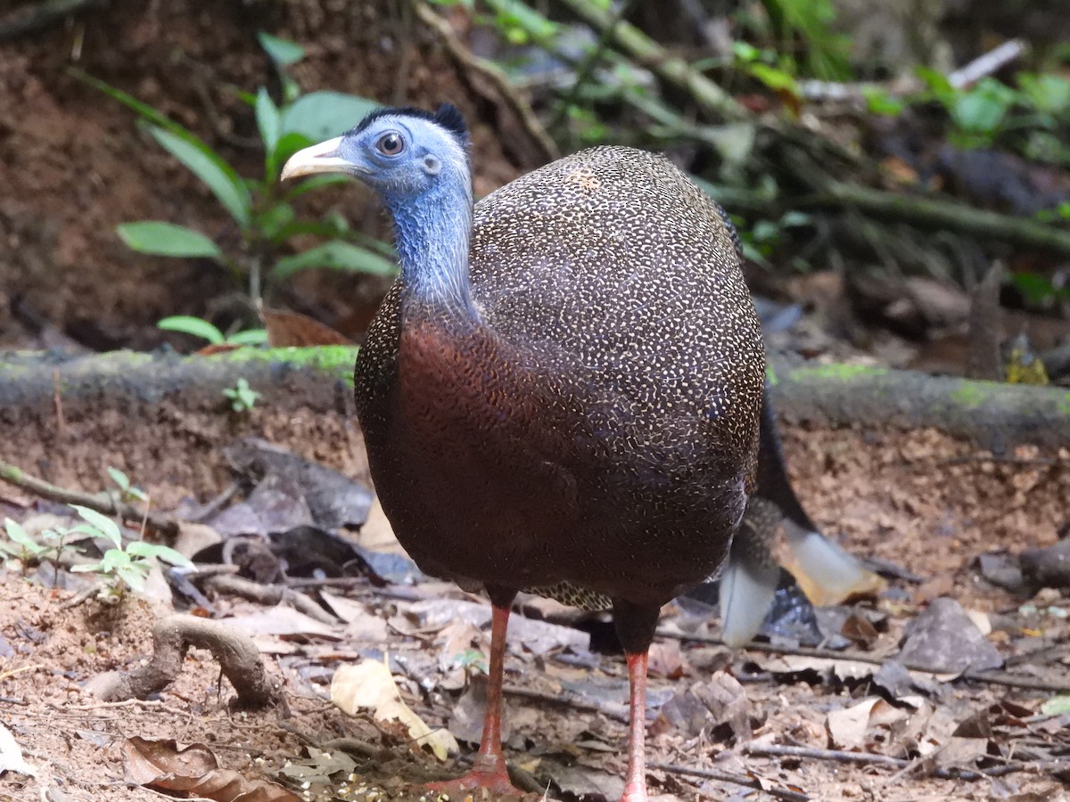 Great Argus - ML644360017