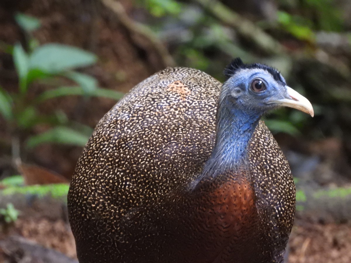 Great Argus - ML644360020