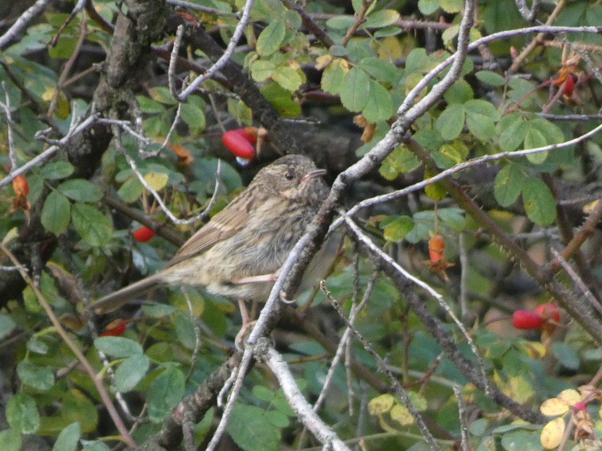 ノドグロイワヒバリ - ML644360028