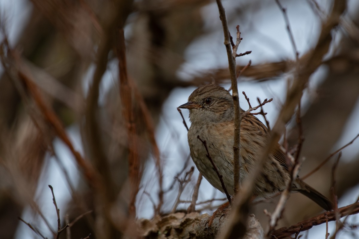 Dunnock - ML644360035