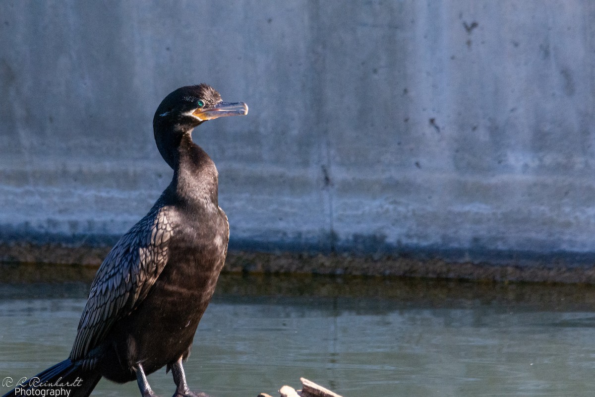 flodskarv - ML644360037