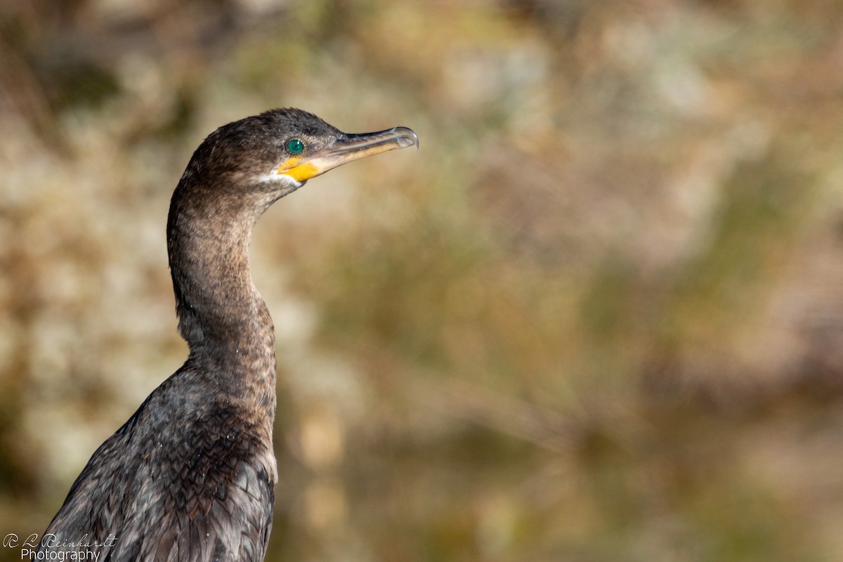 flodskarv - ML644360038