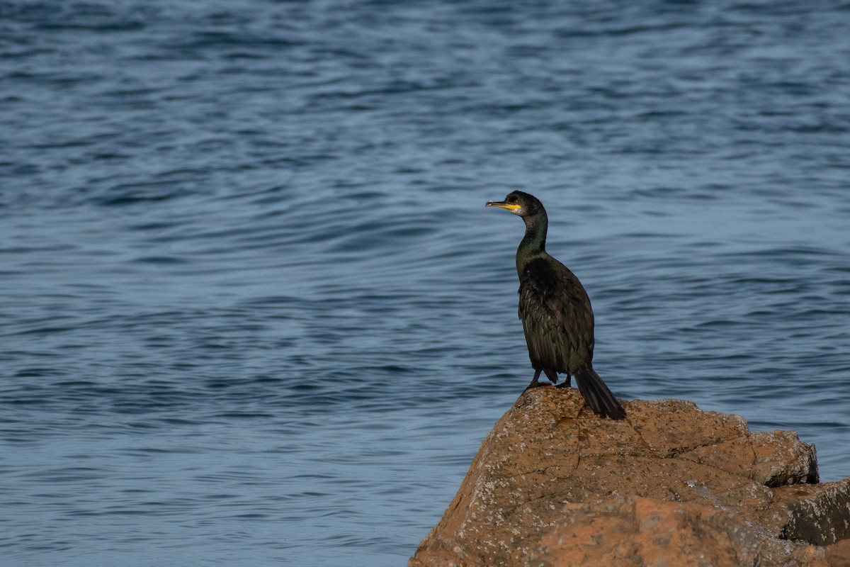 European Shag - ML644360046