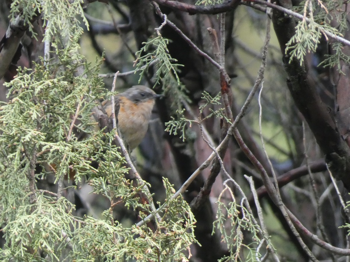 Улбар гал сүүлт - ML644360050