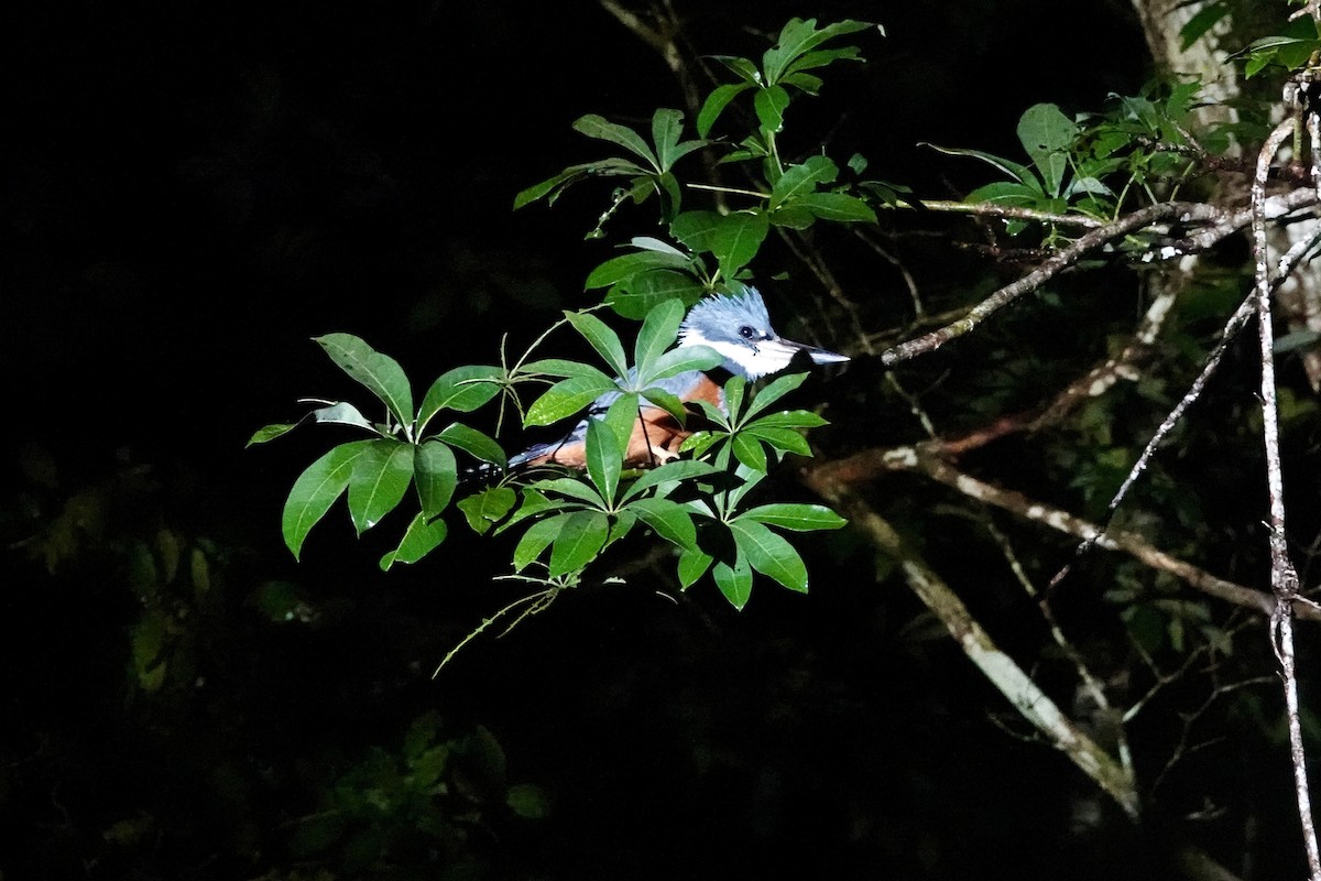 rybařík obojkový - ML644360053