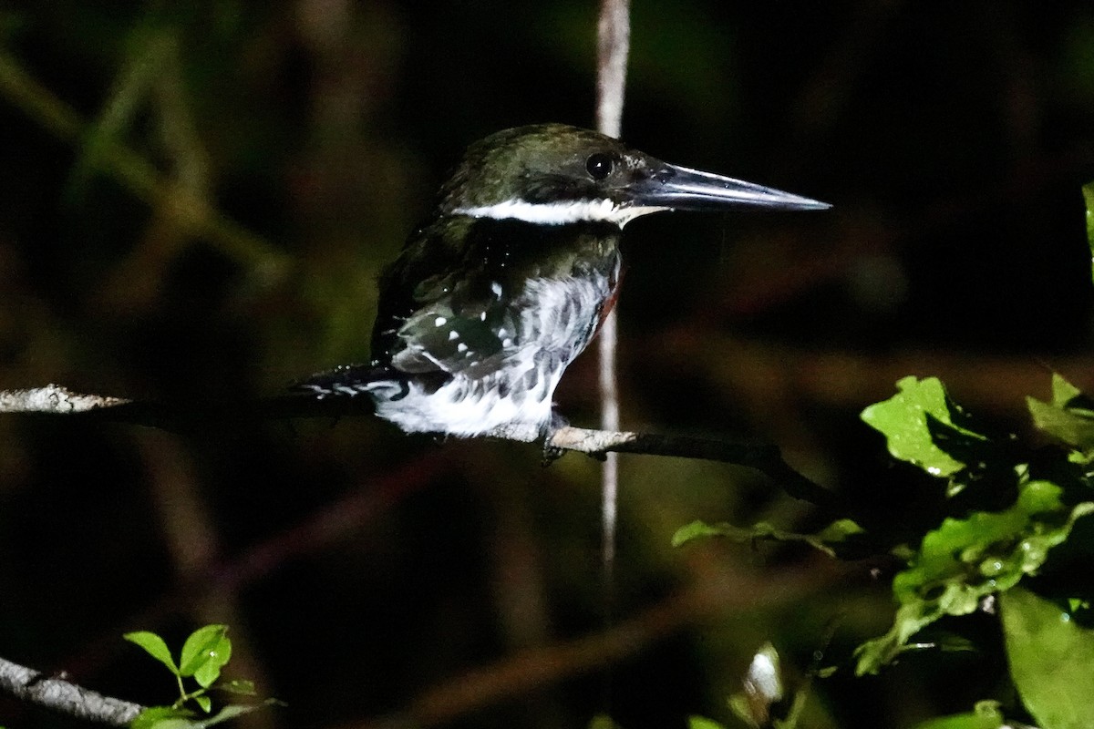 Green Kingfisher - ML644360054
