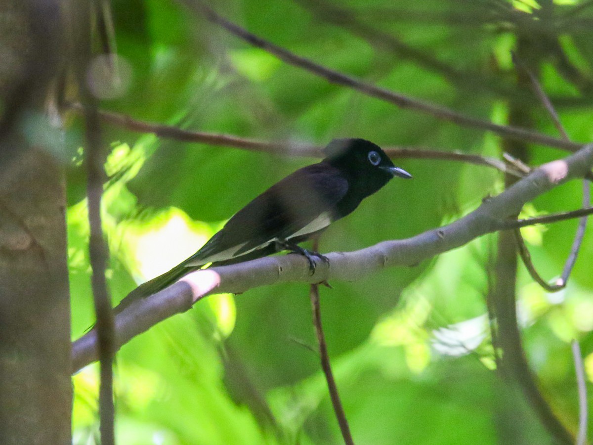 Tchitrec du Japon - ML644360057