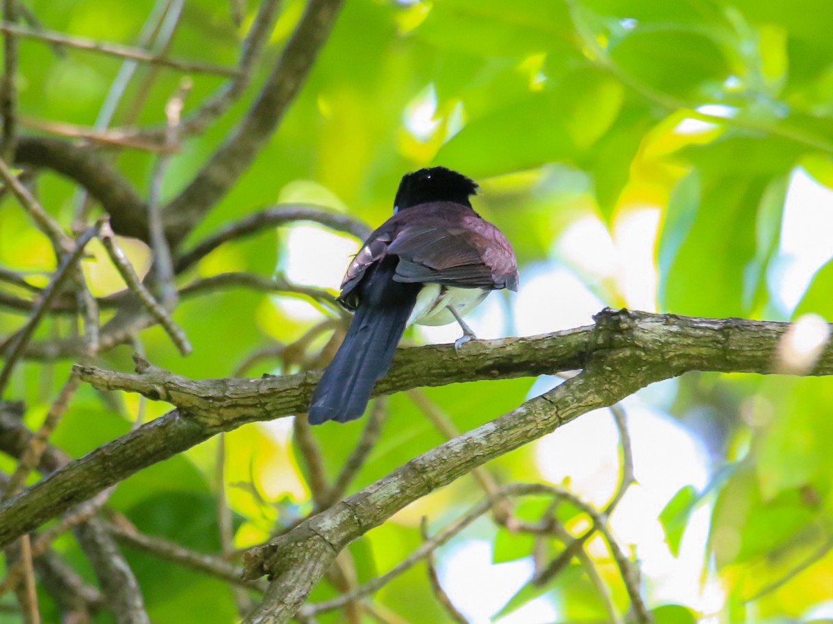 Tchitrec du Japon - ML644360058