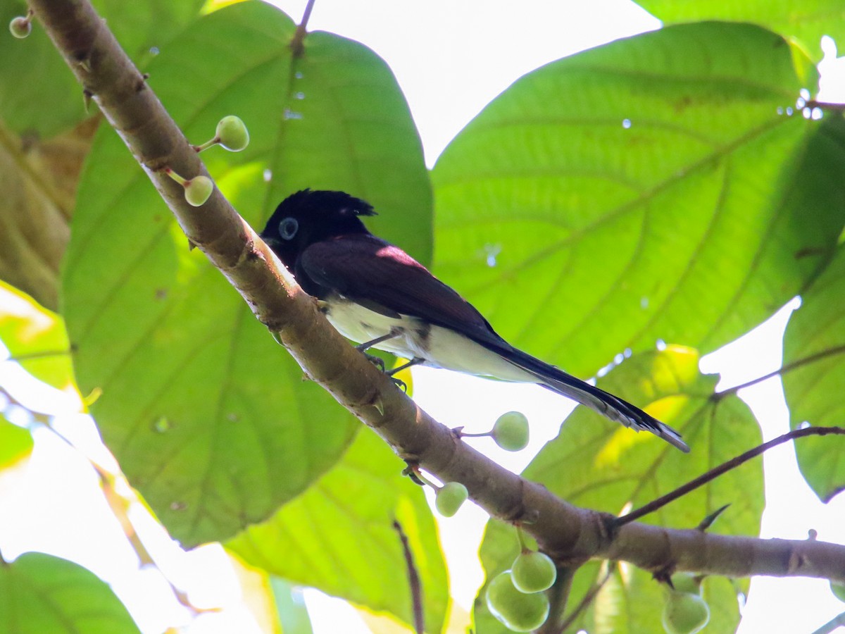 Tchitrec du Japon - ML644360059