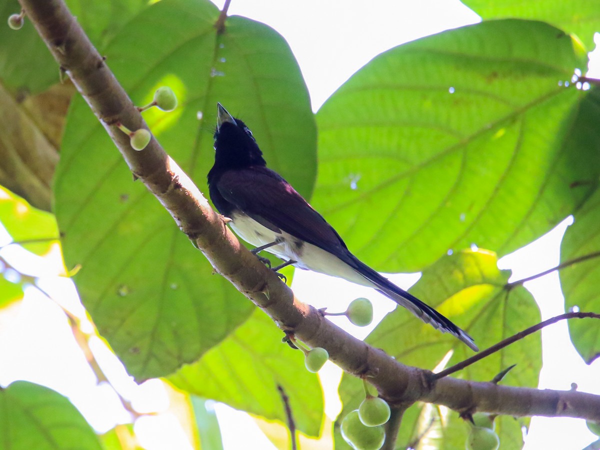 Tchitrec du Japon - ML644360060