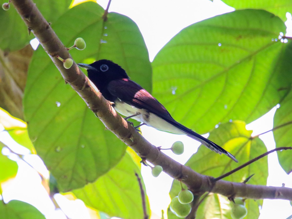 Tchitrec du Japon - ML644360061