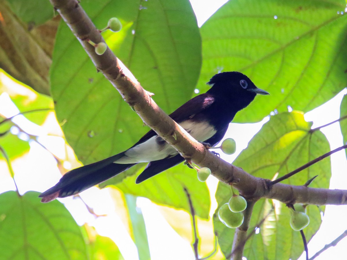 Tchitrec du Japon - ML644360062