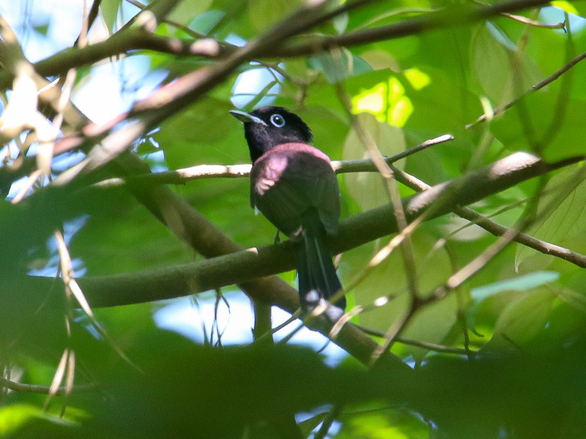 Tchitrec du Japon - ML644360063